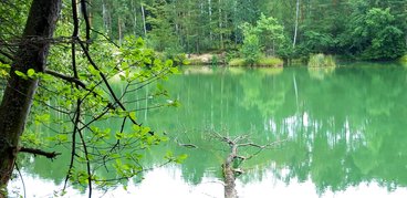 Ożarowskie „morskie oko” - perełka wśród lasów Nadleśnictwa Wieluń